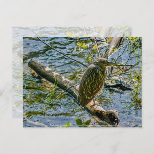 Night Heron jv Postcard