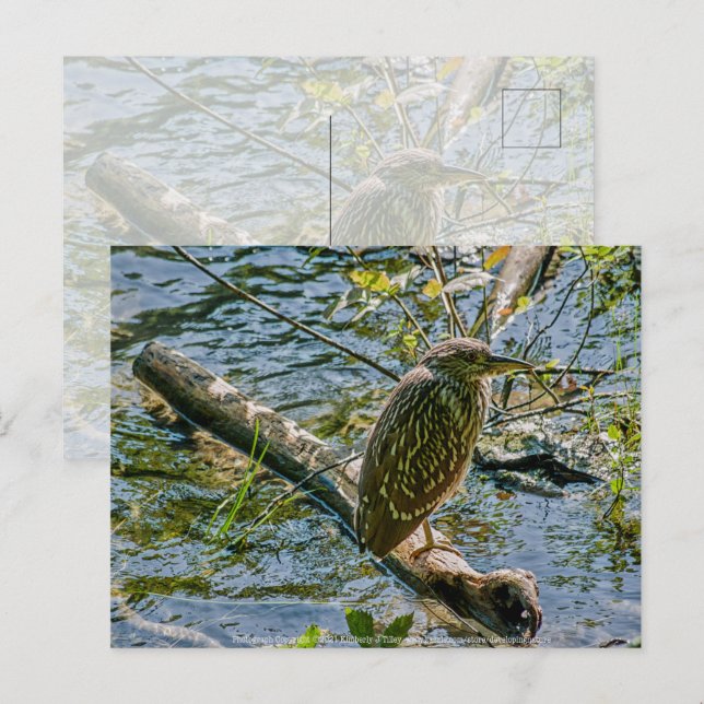 Night Heron jv Postcard (Front/Back)