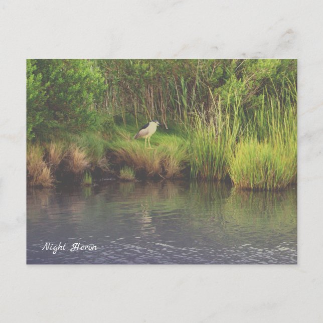 Night Heron Photo Postcard (Front)