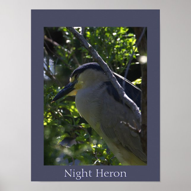 Night Heron Photo Poster (Front)