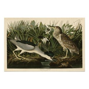 Night Heron, Qua Bird, Audubon's Birds of America Photo Print