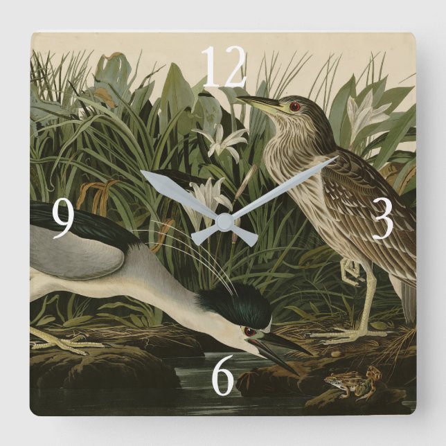 Night Heron, Qua Bird, Audubon's Birds of America Square Wall Clock (Front)