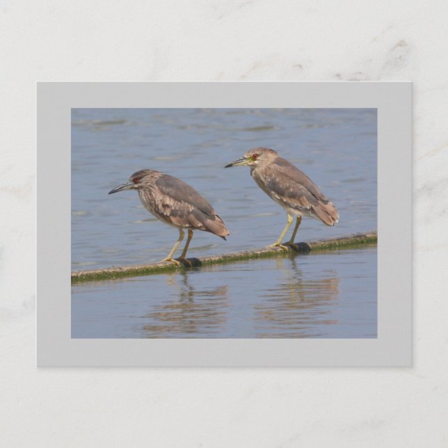 Night Herons Postcard (Front)