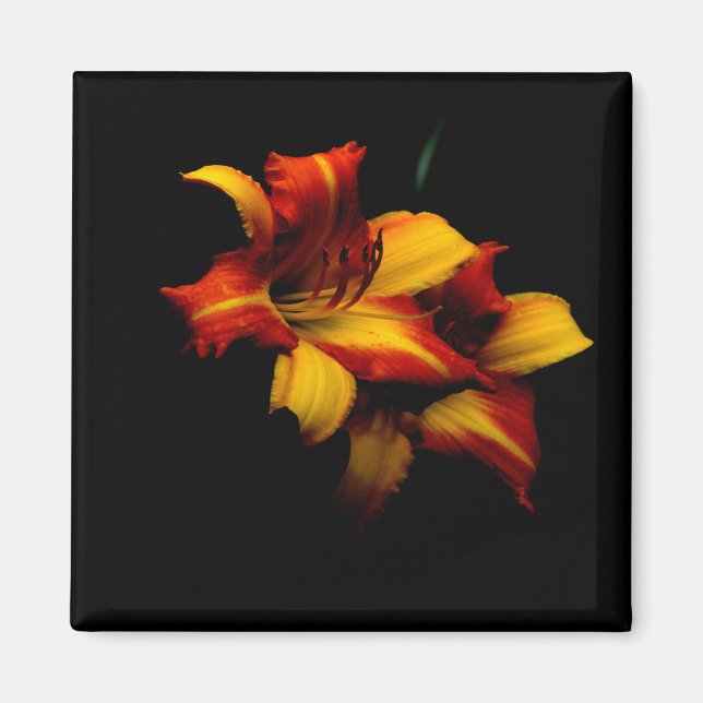 Night Lily... Magnet (Front)