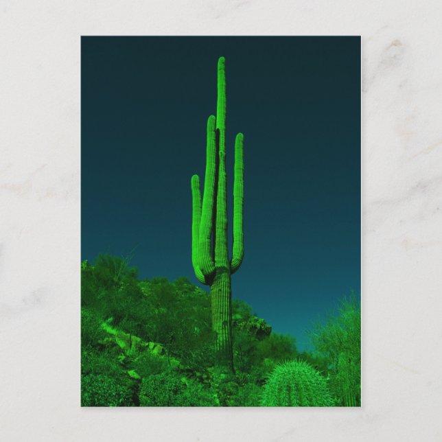 Night Vision Cactus Postcard (Front)