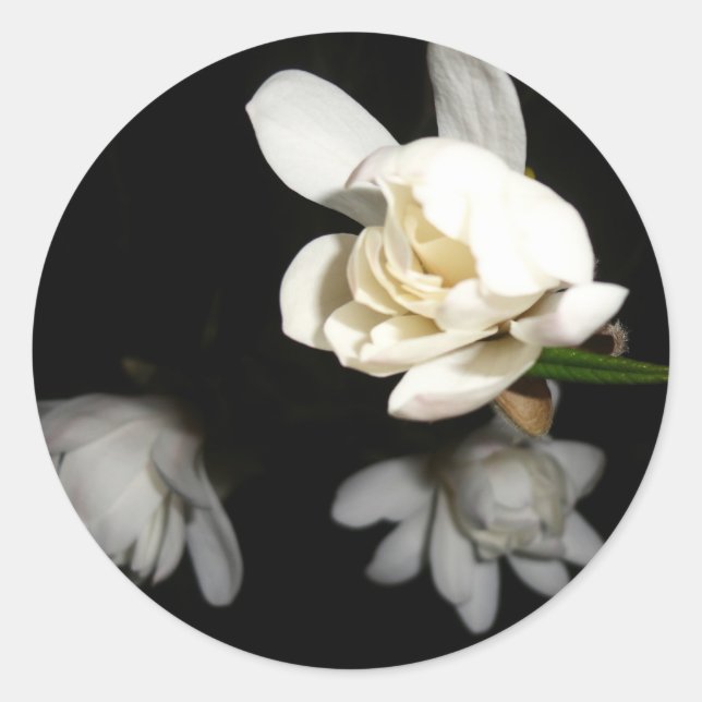 Night White Flower Jasmine Beauty Pure Bride Tulip Classic Round Sticker (Front)