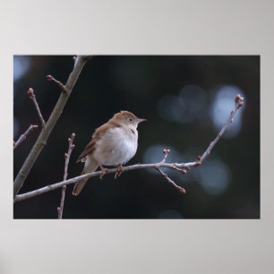 Nightingale Poster