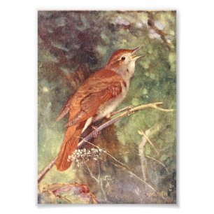 Nightingale Singing Photo Print