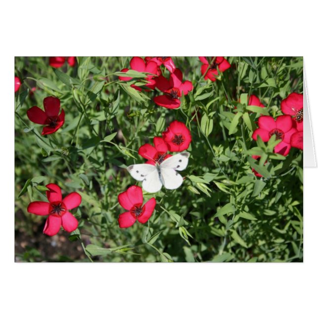 Nightmare on Flax (Front Horizontal)