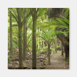 Nikau Palms, Heaphy Track, near Karamea, Magnet