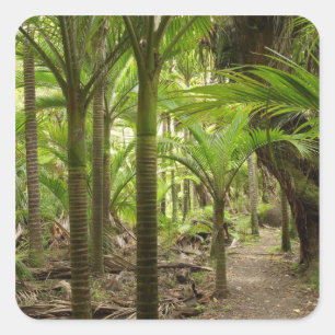 Nikau Palms, Heaphy Track, near Karamea, Square Sticker
