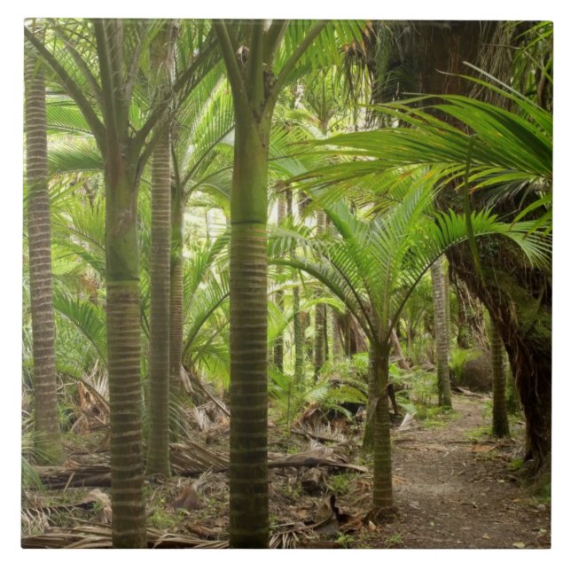 Nikau Palms, Heaphy Track, near Karamea, Tile (Front)