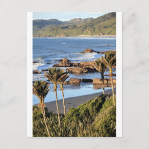 Nikau palms West Coast New Zealand Postcard