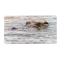 Nile Crocodile