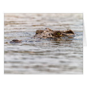 Nile Crocodile