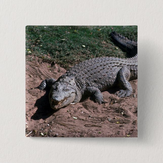 Nile Crocodile 15 Cm Square Badge (Front)