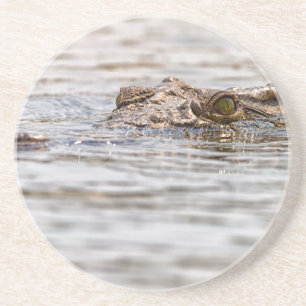 Nile Crocodile Coaster