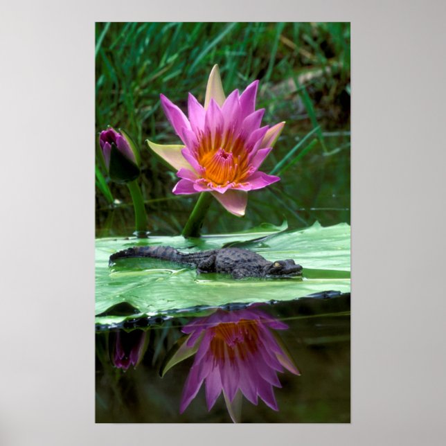 Nile Crocodile (Crocodylus Niloticus) Hatchling Poster (Front)
