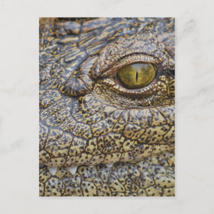 Nile crocodile from Africa Postcard