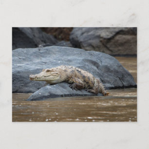 Nile crocodile on a rock postcard