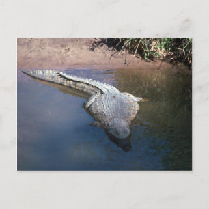 Nile Crocodile Postcard