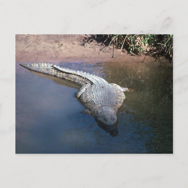 Nile Crocodile Postcard (Front)