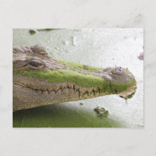Nile crocodile postcard