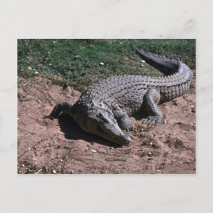 Nile Crocodile Postcard