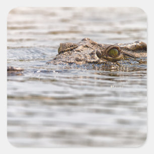 Nile Crocodile Square Sticker