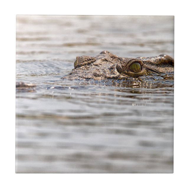 Nile Crocodile Tile (Front)