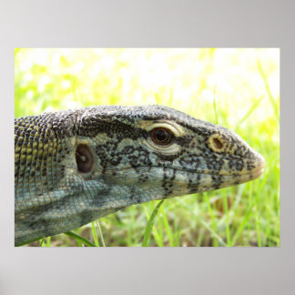 Nile monitor poster