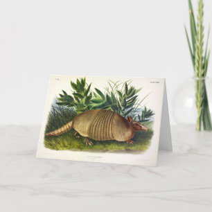Nine-Banded, Long-nosed Armadillo by Audubon Card