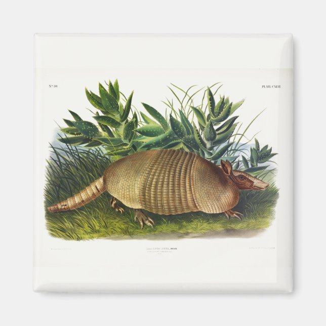 Nine-Banded, Long-nosed Armadillo by Audubon Magnet (Front)