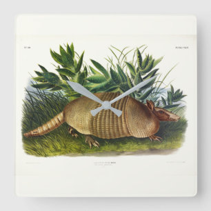 Nine-Banded, Long-nosed Armadillo by Audubon Square Wall Clock