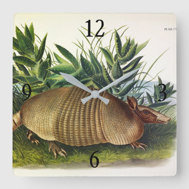 Nine-Banded, Long-nosed Armadillo by Audubon Square Wall Clock (Front)