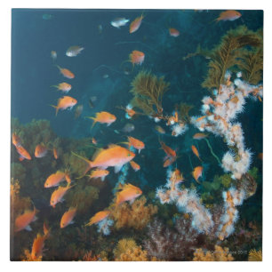 Nishiizumachi, Shizuoka Prefecture, Japan 2 Tile