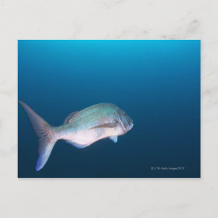 Nishiizumachi, Shizuoka Prefecture, Japan Postcard