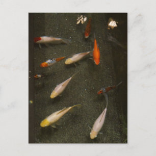 Nishikigoi (Koi Fish) Postcard