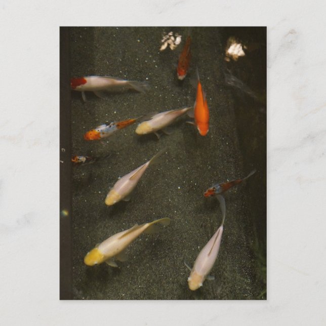 Nishikigoi (Koi Fish) Postcard (Front)