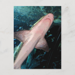 NJ Shark CB Postcard