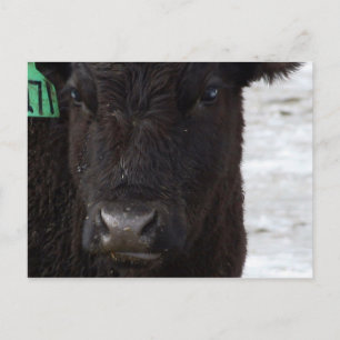 'No Bull' Postcard