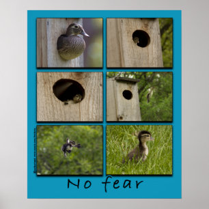 "NO FEAR" Wood Ducks Fledging Poster