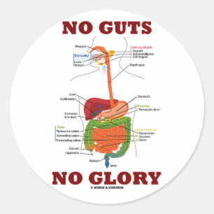 No Guts No Glory (Digestive System Anatomy Humour) Classic Round Sticker