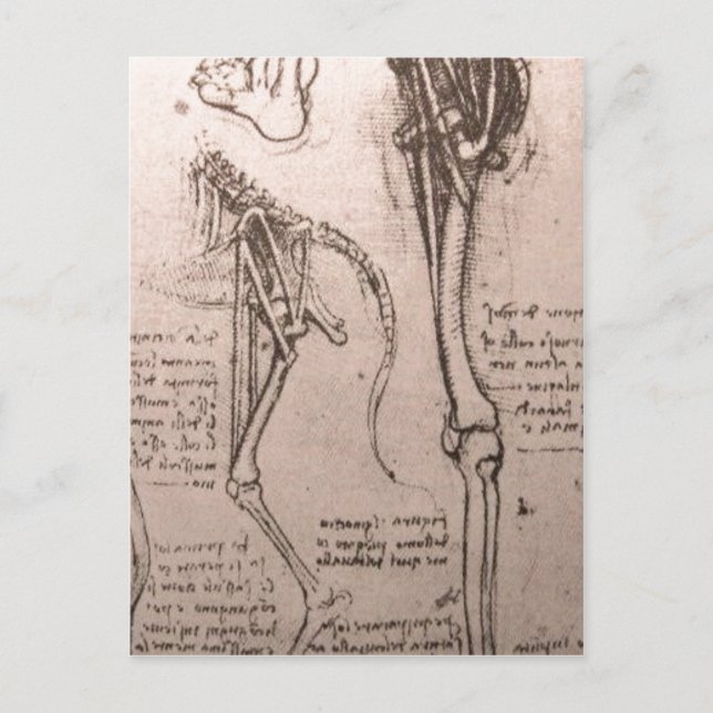 No higher resolution available. Leonardo_anatomy_o Postcard (Front)