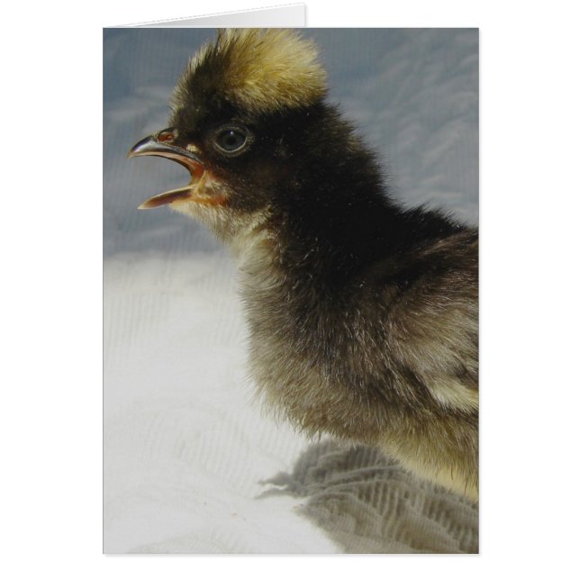 No Photographs Please (Front)