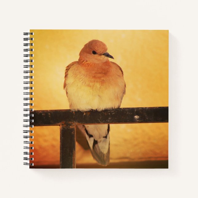 "No photos, please!" Notebook (Front)