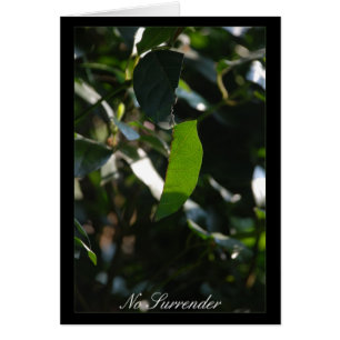 No Surrender