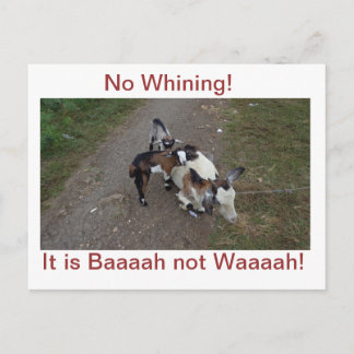 No Whining! Postcard