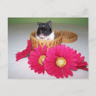 noah cutie postcard