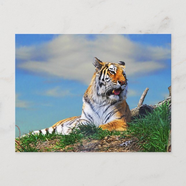 Nobel Tiger Postcard (Front)